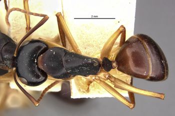 Media type: image;   Entomology 21513 Aspect: habitus dorsal view